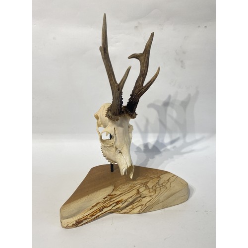 102 - Wood Mounted Deer Antlers and Skull. 42cm x 32cm x 20cm