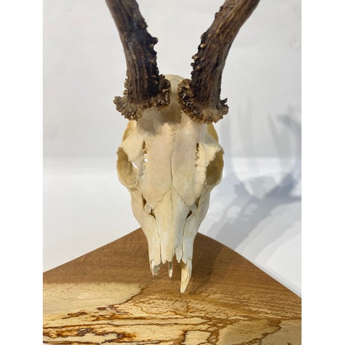 102 - Wood Mounted Deer Antlers and Skull. 42cm x 32cm x 20cm