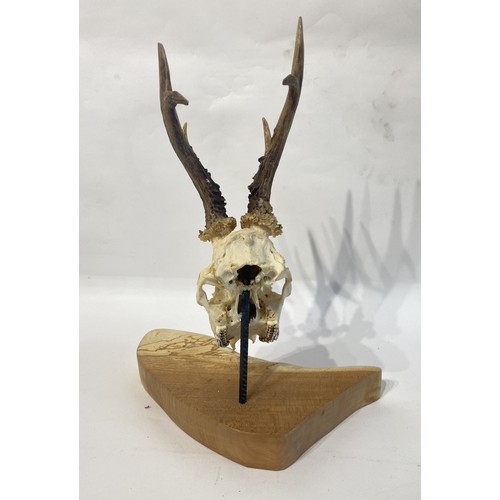 102 - Wood Mounted Deer Antlers and Skull. 42cm x 32cm x 20cm