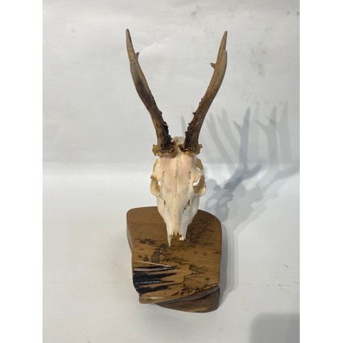 103 - Similar to Previous Lot. Mounted Deer Antlers and Skull. 41cm x 22cm x 20cm