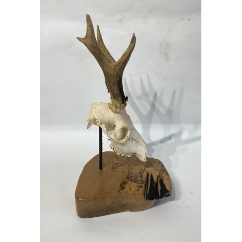 103 - Similar to Previous Lot. Mounted Deer Antlers and Skull. 41cm x 22cm x 20cm