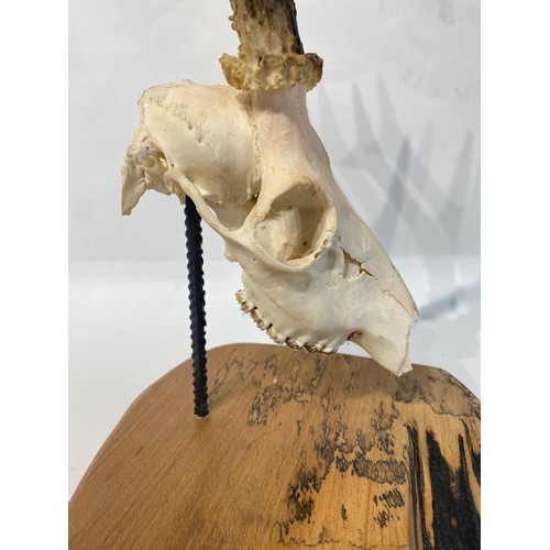 103 - Similar to Previous Lot. Mounted Deer Antlers and Skull. 41cm x 22cm x 20cm