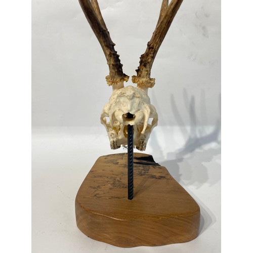 103 - Similar to Previous Lot. Mounted Deer Antlers and Skull. 41cm x 22cm x 20cm