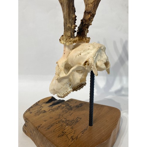 103 - Similar to Previous Lot. Mounted Deer Antlers and Skull. 41cm x 22cm x 20cm