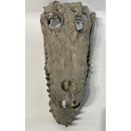 104 - Faux Crocodile Skull Mould. 53cm x 25cm x 20cm