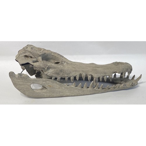 104 - Faux Crocodile Skull Mould. 53cm x 25cm x 20cm