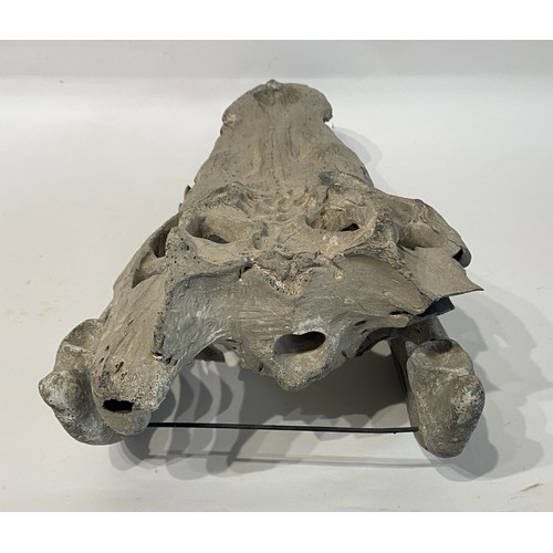 104 - Faux Crocodile Skull Mould. 53cm x 25cm x 20cm