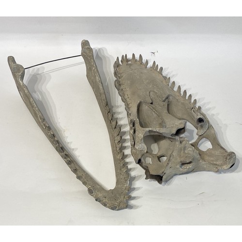 104 - Faux Crocodile Skull Mould. 53cm x 25cm x 20cm