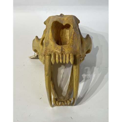 106 - Sabre-toothed  Tiger Reproduction Skull . 36cm x 23cm x 19cm