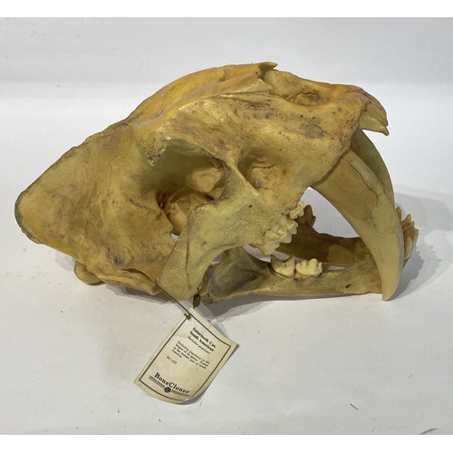 106 - Sabre-toothed  Tiger Reproduction Skull . 36cm x 23cm x 19cm