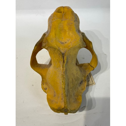 106 - Sabre-toothed  Tiger Reproduction Skull . 36cm x 23cm x 19cm