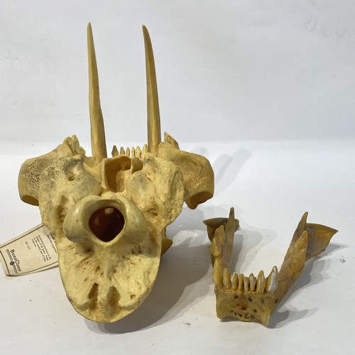 106 - Sabre-toothed  Tiger Reproduction Skull . 36cm x 23cm x 19cm