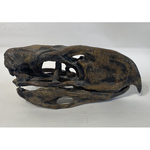 107 - Reproduction sample Of A  Terror Bird Skull. 35cm x 16cm x 11cm