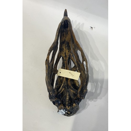 107 - Reproduction sample Of A  Terror Bird Skull. 35cm x 16cm x 11cm