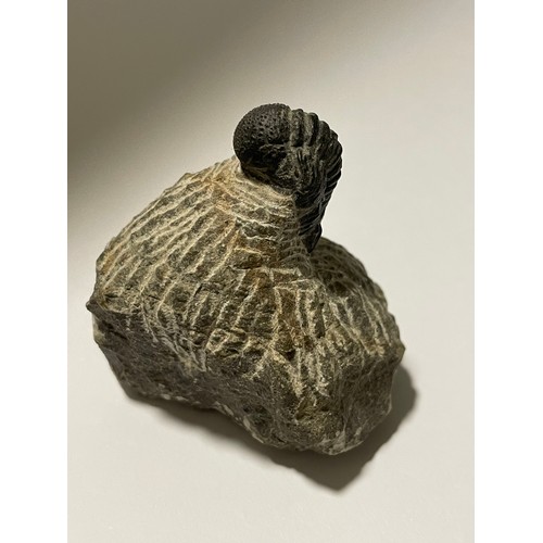 224 - Trilobite Fossil. 5x 5.5 cms