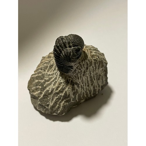 224 - Trilobite Fossil. 5x 5.5 cms