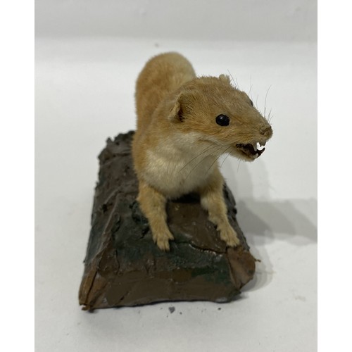 112 - Taxidermy Weasel on Mount. 17cm x 11cm x 9cm