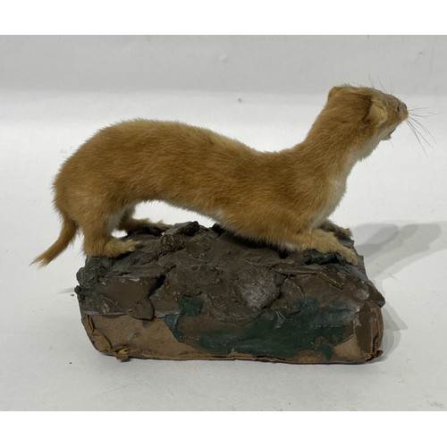 112 - Taxidermy Weasel on Mount. 17cm x 11cm x 9cm