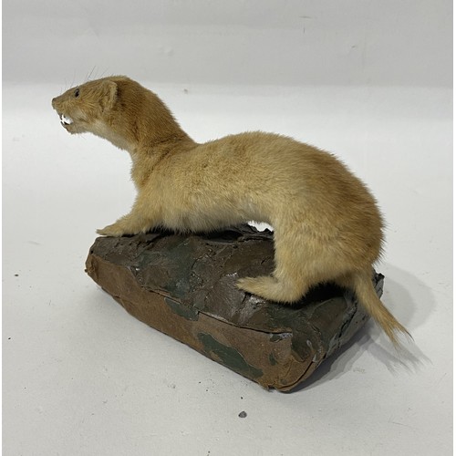 112 - Taxidermy Weasel on Mount. 17cm x 11cm x 9cm