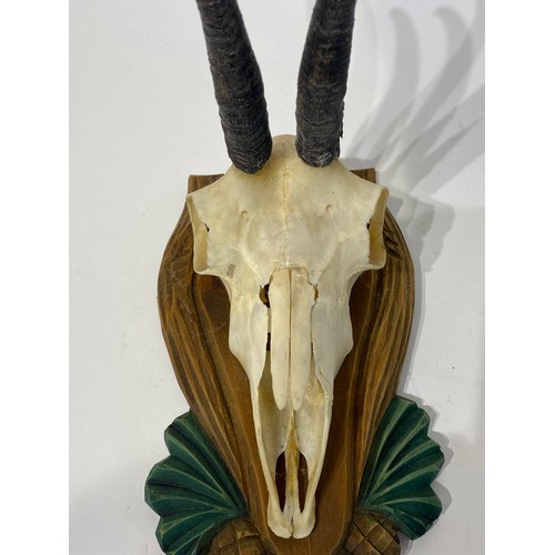 113 - Taxidermy Chamois  Mounted on Plaque. 27cm x 22.5cm x 15cm