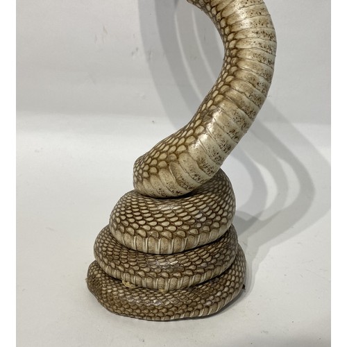 114 - Taxidermy Cobra. 39cm Height