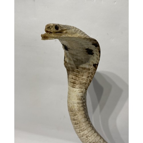 114 - Taxidermy Cobra. 39cm Height