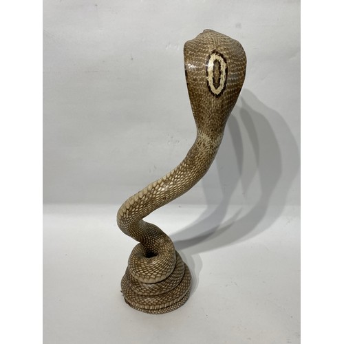 114 - Taxidermy Cobra. 39cm Height