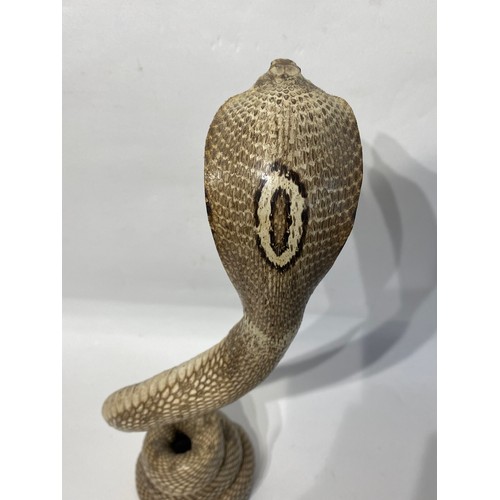 114 - Taxidermy Cobra. 39cm Height