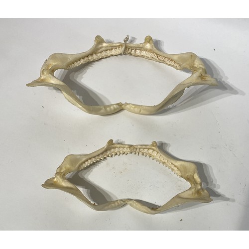 116 - Two Taxidermy Shark Jaws With Teeth. Largest 31cm x 19cm x 8cm