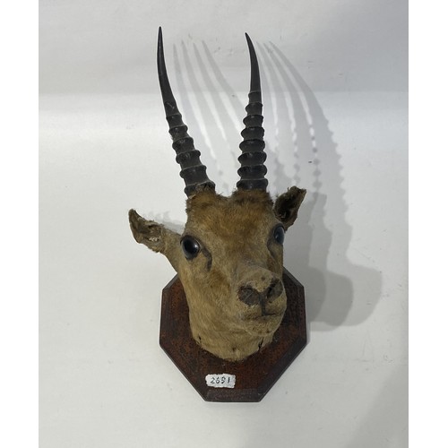 117 - Mounted Taxidermy Antelope Mount  32cm x 20cm x 19cm