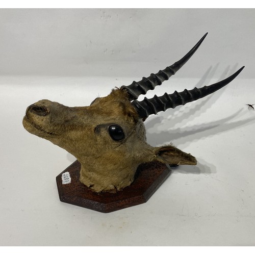 117 - Mounted Taxidermy Antelope Mount  32cm x 20cm x 19cm