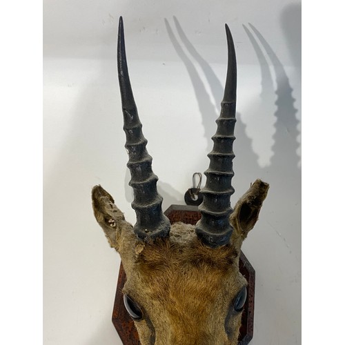 117 - Mounted Taxidermy Antelope Mount  32cm x 20cm x 19cm