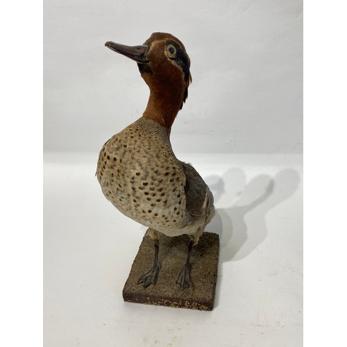 118 - Taxidermy Teal Duck on Terrain Mount. 31cm Height