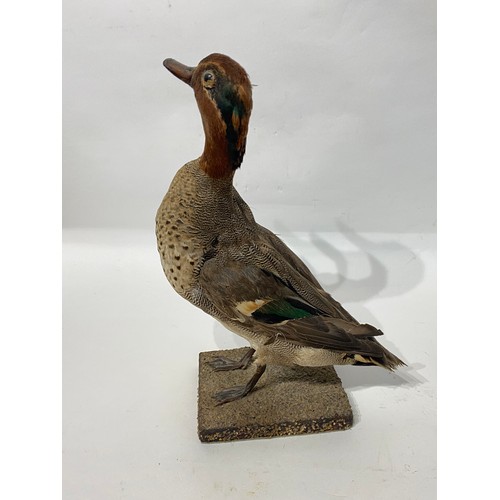 118 - Taxidermy Teal Duck on Terrain Mount. 31cm Height