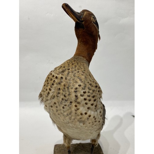 118 - Taxidermy Teal Duck on Terrain Mount. 31cm Height