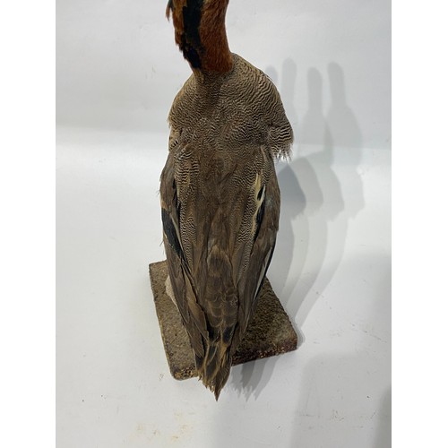 118 - Taxidermy Teal Duck on Terrain Mount. 31cm Height