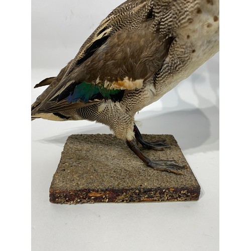 118 - Taxidermy Teal Duck on Terrain Mount. 31cm Height