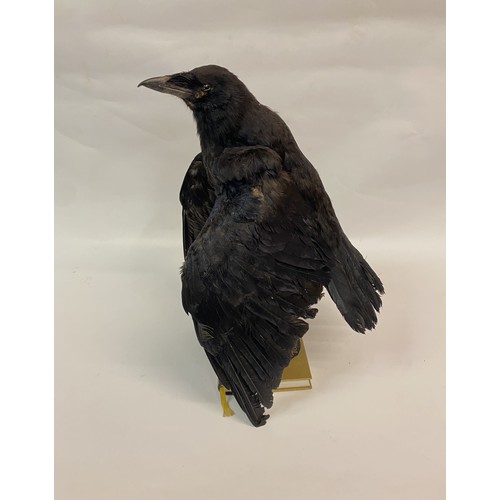 119 - Taxidermy Crow Mounted on Two Books. 43cm Height