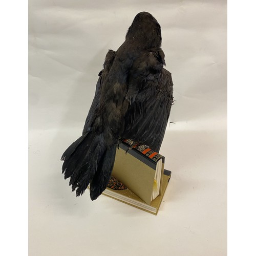 119 - Taxidermy Crow Mounted on Two Books. 43cm Height