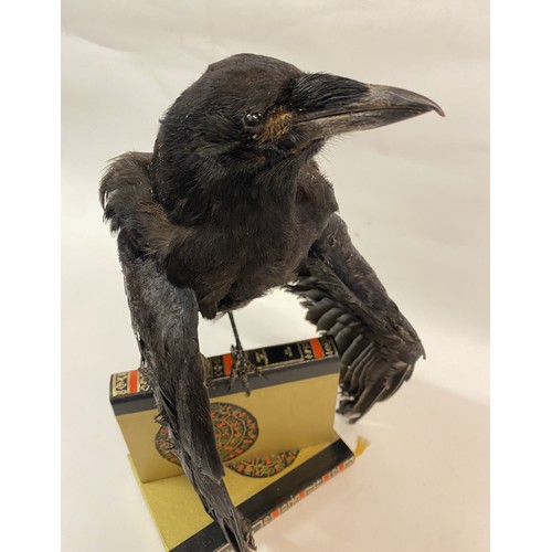 119 - Taxidermy Crow Mounted on Two Books. 43cm Height