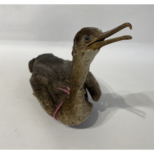 120 - Taxidermy Shag. 51cm x 27cm x 20cm