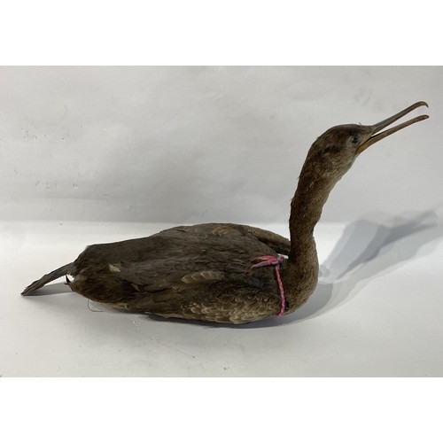 120 - Taxidermy Shag. 51cm x 27cm x 20cm