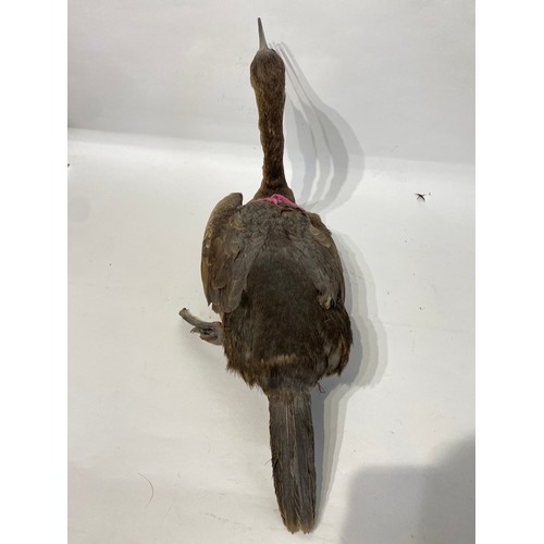 120 - Taxidermy Shag. 51cm x 27cm x 20cm