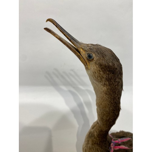 120 - Taxidermy Shag. 51cm x 27cm x 20cm