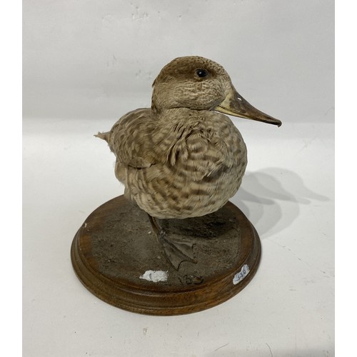 121 - Marbled Teal Taxidermy Duck. 23cm x 21cm x 20cm