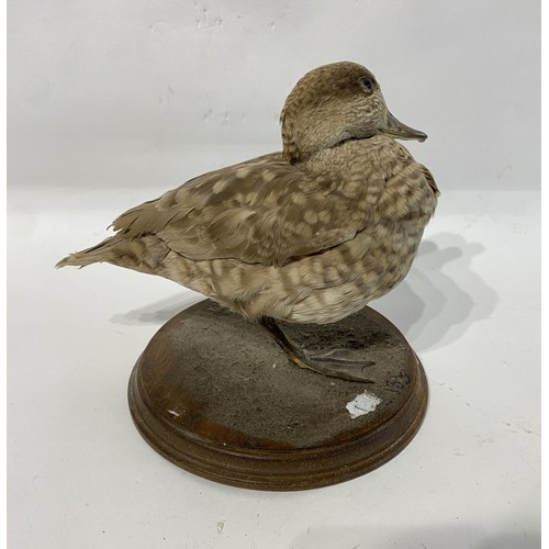 121 - Marbled Teal Taxidermy Duck. 23cm x 21cm x 20cm