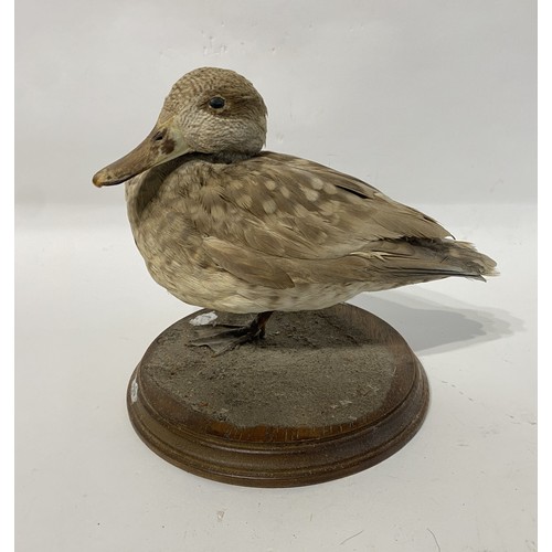 121 - Marbled Teal Taxidermy Duck. 23cm x 21cm x 20cm