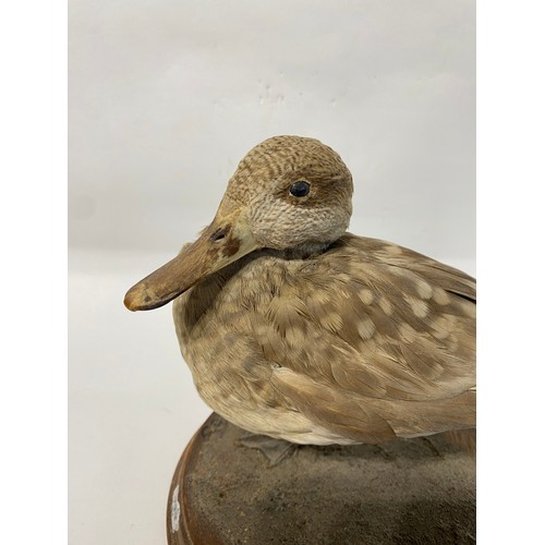 121 - Marbled Teal Taxidermy Duck. 23cm x 21cm x 20cm