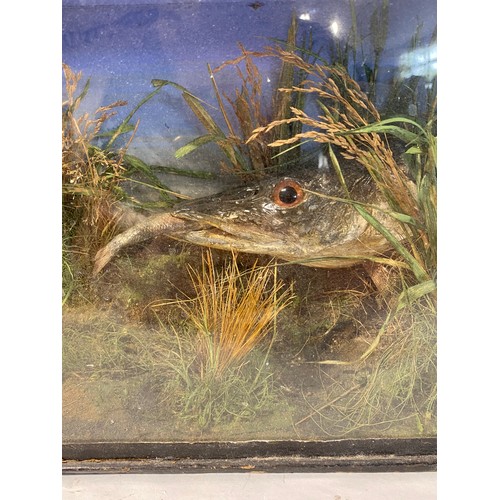 123 - Taxidermy Pike Head in Glass Fronted Case. 32cm x 26cm x 13cm