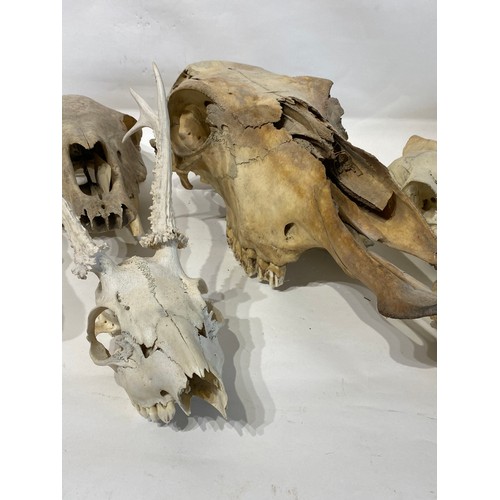 124 - Large Collection of Taxidermy Skulls to Include Cow, Dog, Horse and Deer Examples Etc.